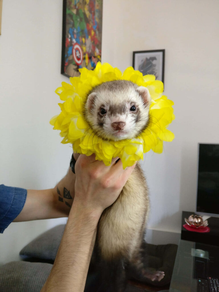 Adorable Ferret in Sunflower Costume – Cheerful Wallpaper Background
