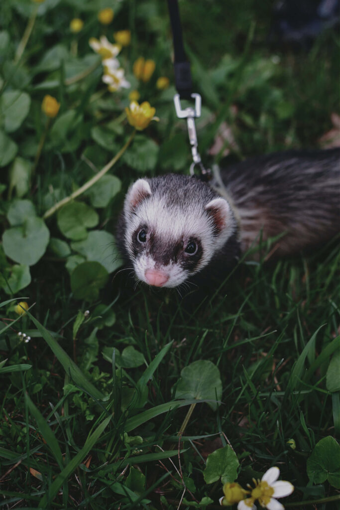 Adorable Ferret Exploring Grassy Outdoors - Wallpaper Background