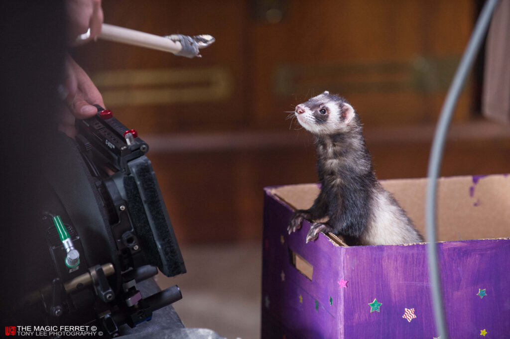Curious Ferret in Colorful Purple Box - Adorable Wallpaper Background