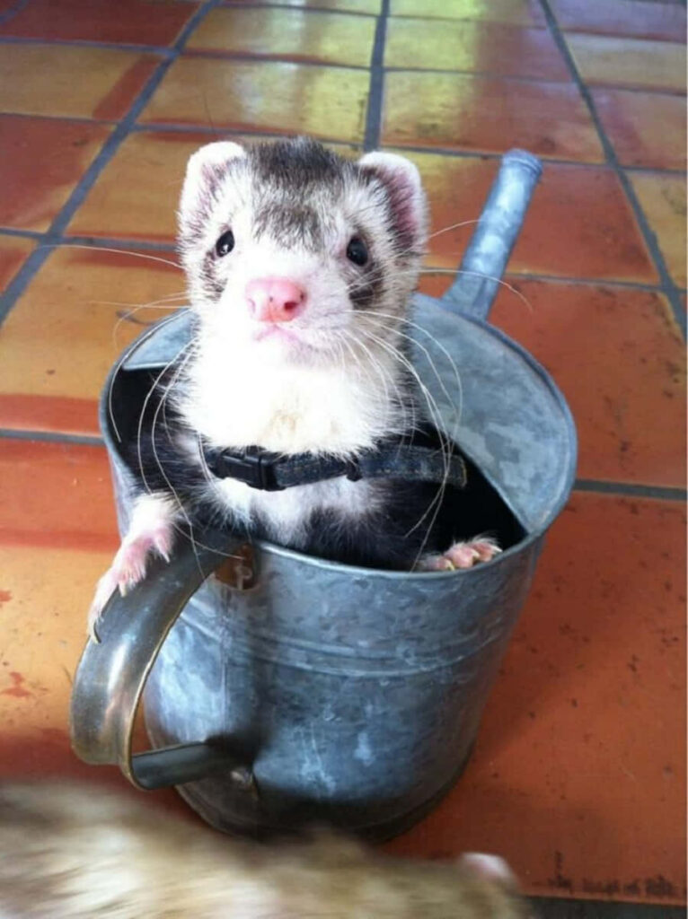 Adorable Ferret Peeking from Rustic Bucket - Cozy Wallpaper