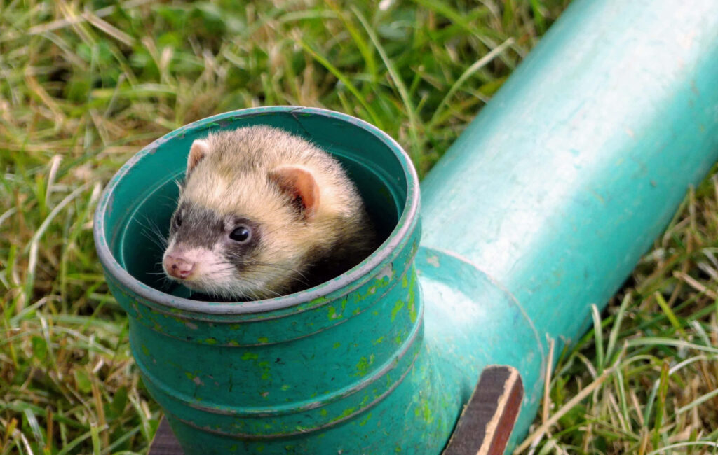 Adorable Ferret Peeking from Green Pipe - Playful Wallpaper Background