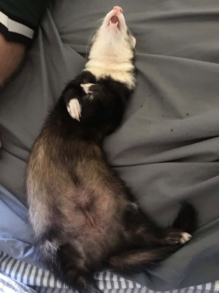 Adorable Ferret Wallpaper: Relaxing & Playful Background Image