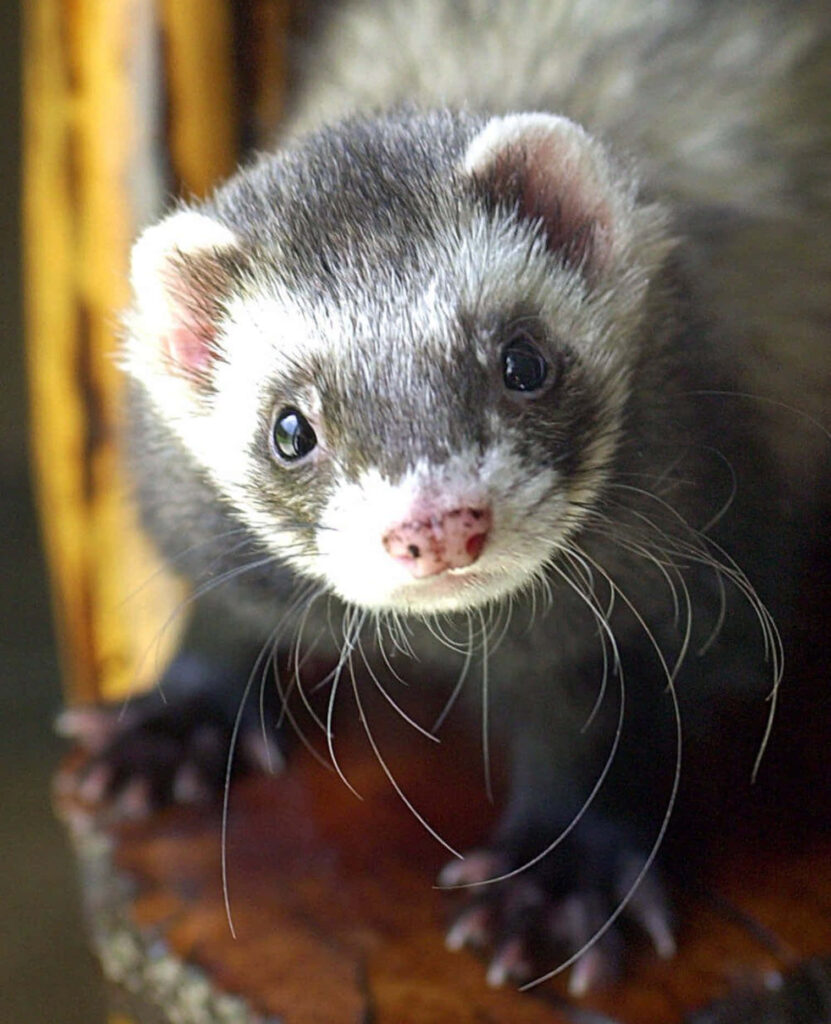Adorable Ferret Wallpaper: Playful Expression & Whisker Detail