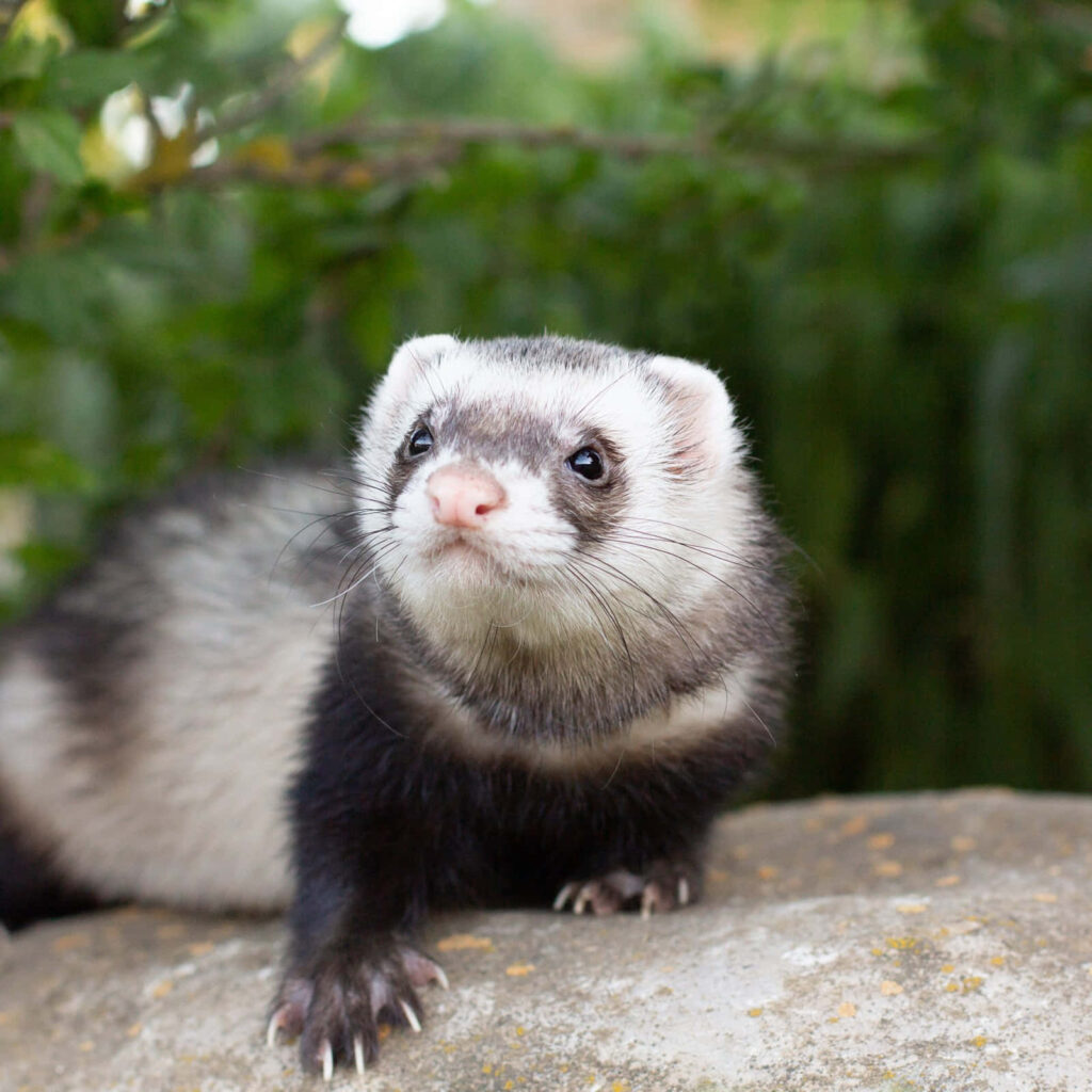 Adorable Ferret Wallpaper: Curious Nature in Lush Greenery Background
