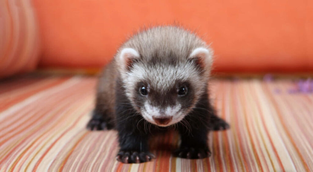 Adorable Ferret Wallpaper: Curiosity on Stripes & Vibrant Orange
