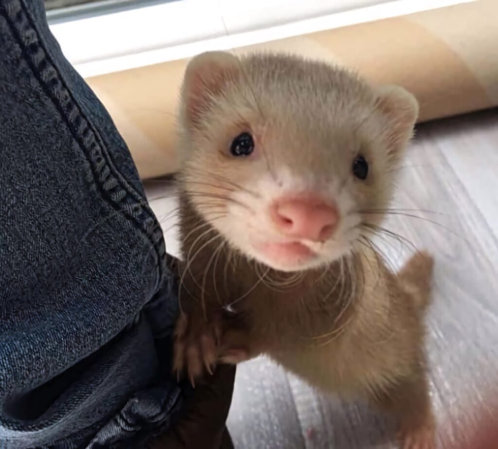 Adorable Ferret Wallpaper: Playful Curiosity for Your Screen
