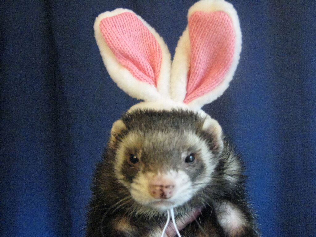 Charming Ferret in Bunny Ears Wallpaper on Dark Blue Background
