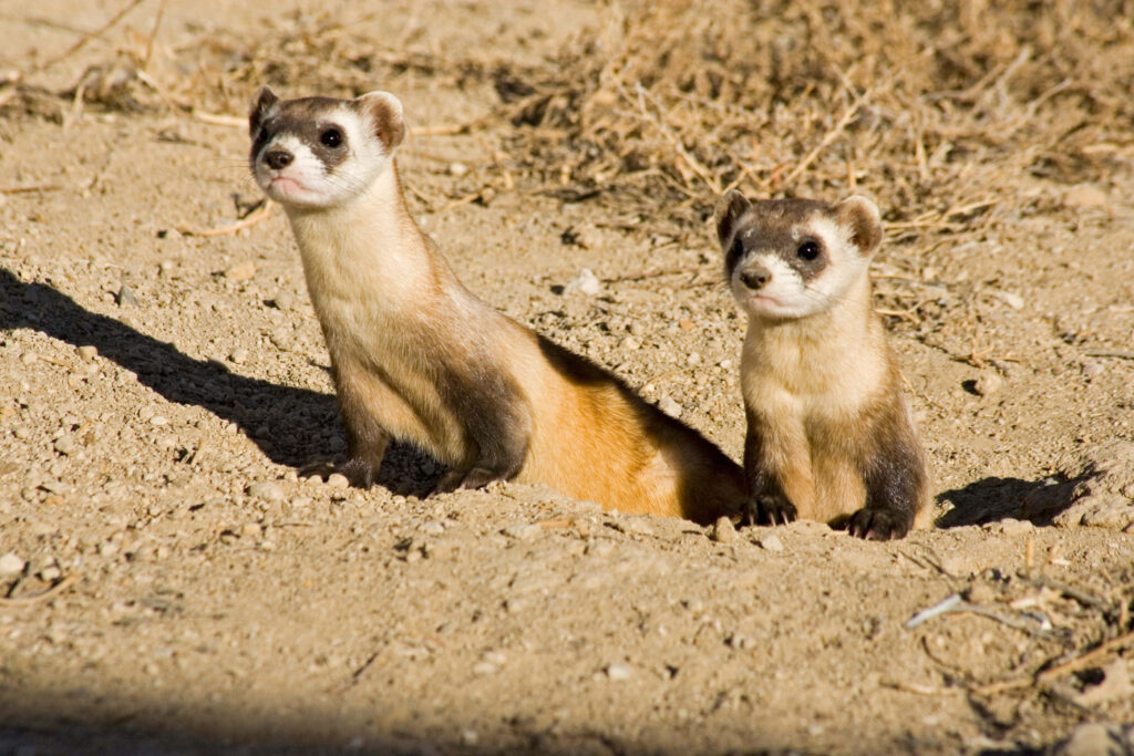 Adorable Ferrets Peeking from Burrow - Cute Wallpaper Background