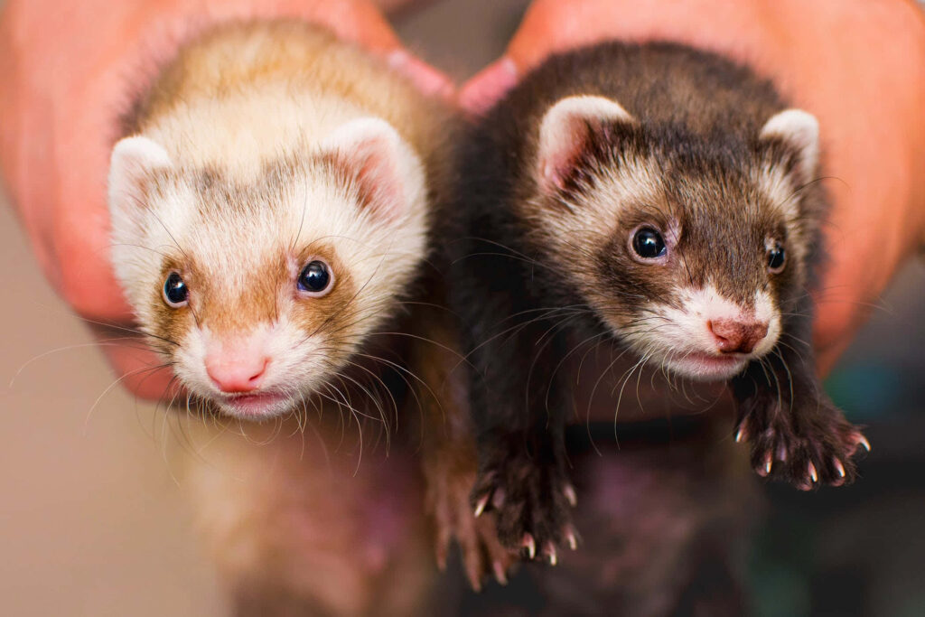 Adorable Ferrets Wallpaper: Cute Curiosity in Soft Fur