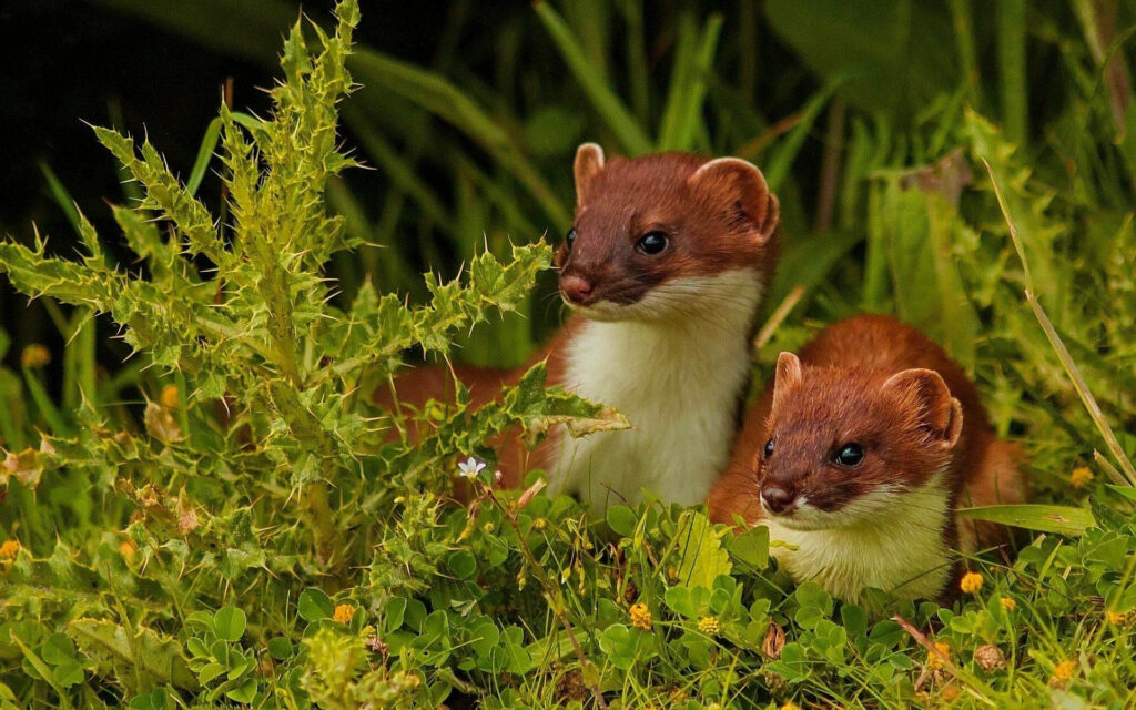 Charming Ferrets in Green Foliage - Nature-Themed Wallpaper Background