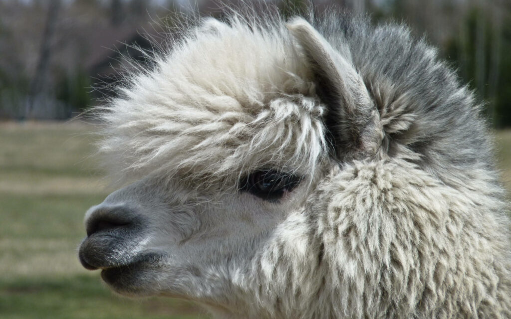 Close-up of adorable fluffy white and grey alpaca with gentle expression in natural outdoor setting Wallpaper