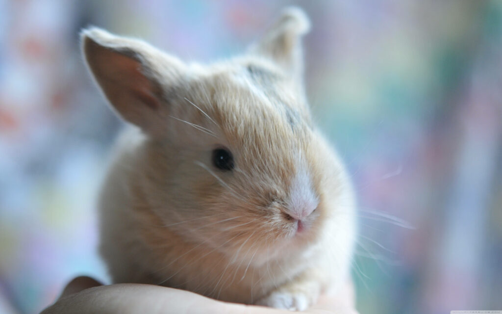 Adorable Fluffy Baby Bunny Close-Up: Perfect Nature Wallpaper