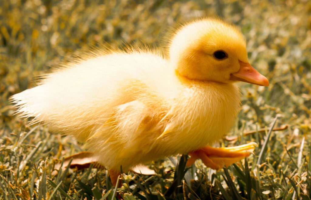 Fluffy Yellow Duckling on Soft Grass: Warmth & Innocence Wallpaper