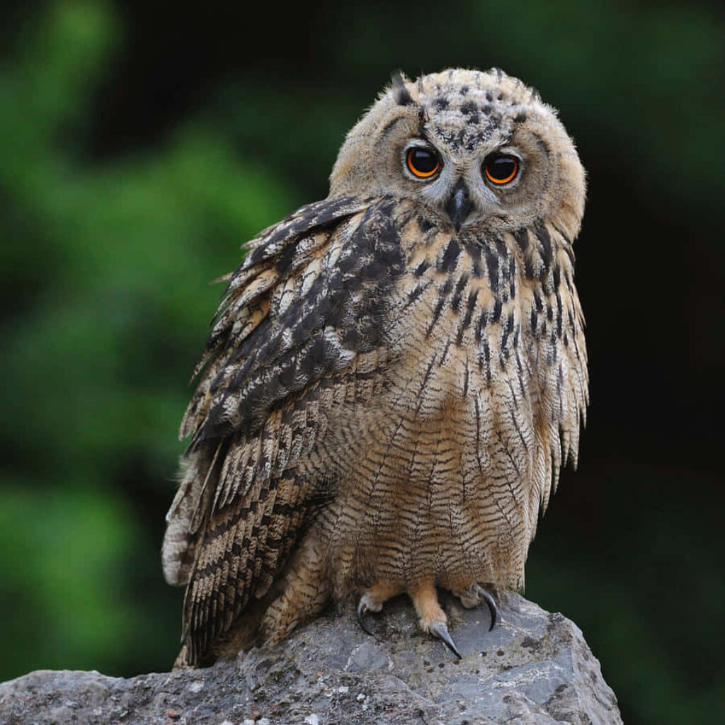 Adorable Fluffy Baby Owl on Branch: Stunning Feathers & Green Background Wallpaper
