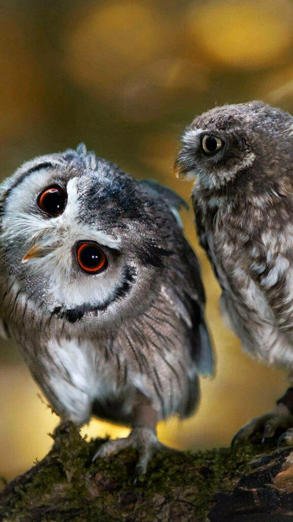 Adorable Baby Owls Perched on Branch – Whimsical Wallpaper