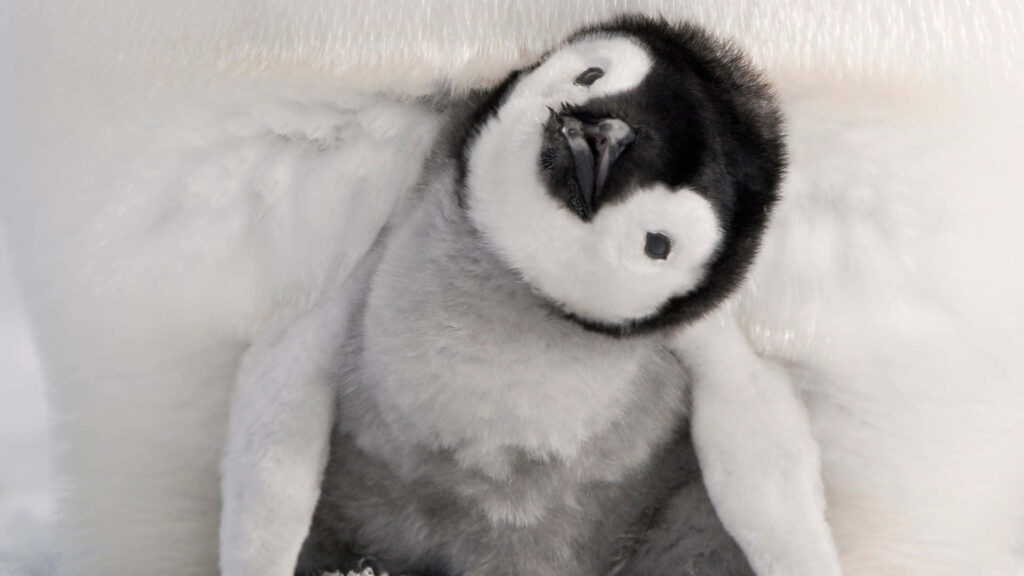Adorable Fluffy Baby Penguin with Curious Eyes in Snowy Scene Wallpaper