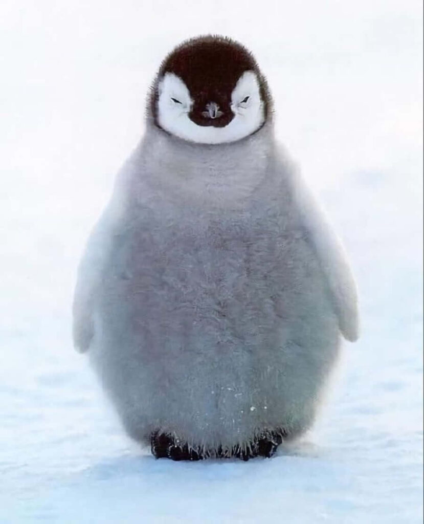 Adorable Baby Penguin on Snow: Cute Grey Plumage & Serene Vibes Wallpaper