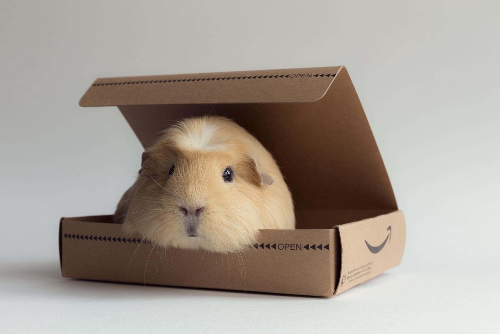 Fluffy beige guinea pig cozy inside Amazon cardboard box soft lighting neutral background Wallpaper