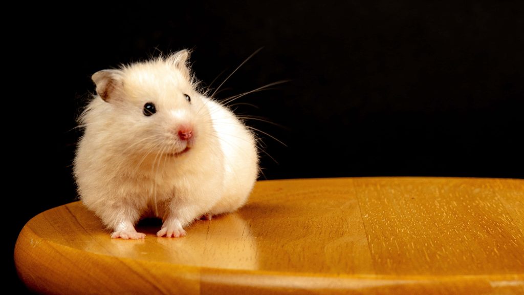 Fluffy beige hamster on polished wood chair with dramatic lighting black background wallpaper