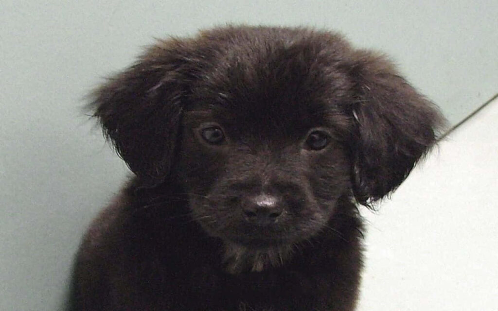 Adorable Black Labrador Puppy Wallpaper - Heartwarming Background