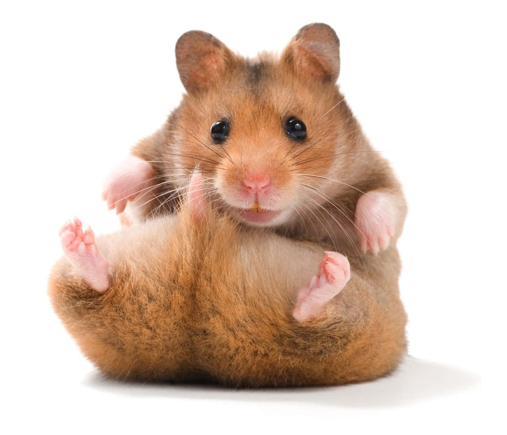 Fluffy brown hamster sitting with pink paws on white background high resolution wallpaper