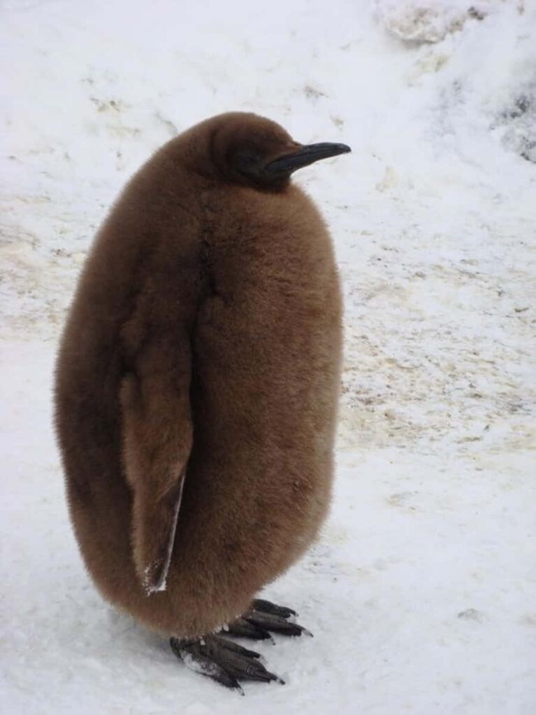 Adorable Fluffy Brown Penguin Chick on Snowy Background Wallpaper