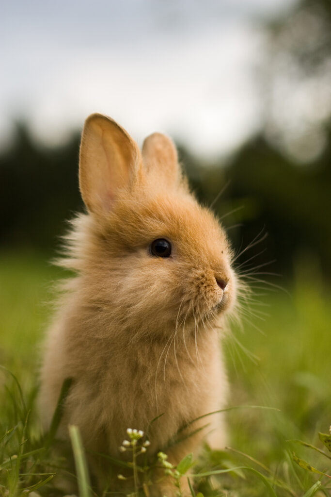 Charming Brown Rabbit Cub Wallpaper with Lush Green Background