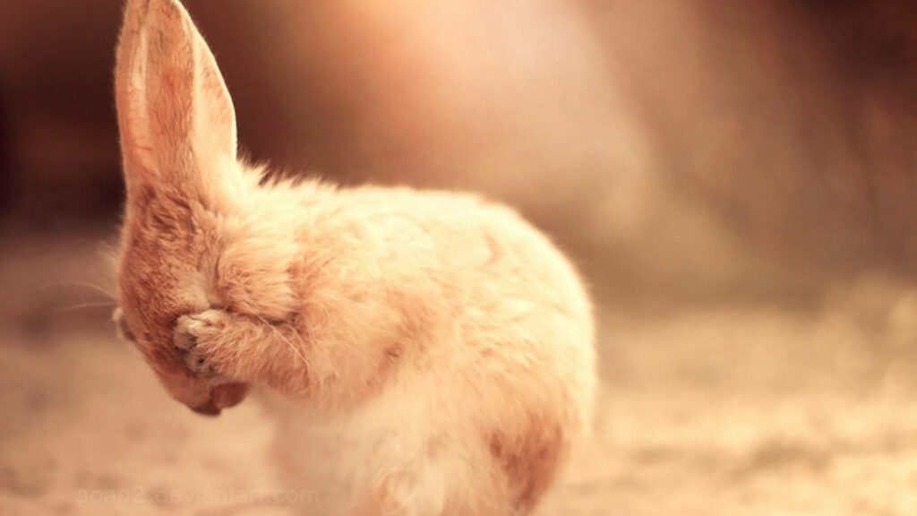 Playful and Adorable Bunny: A Whimsical Covering with a Gentle Paw on Soft Pink Background Wallpaper