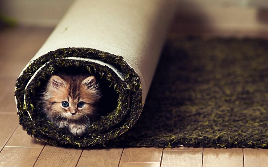 Curious Fluffy Cat Peeking from Rolled Carpet on Wooden Floor Wallpaper