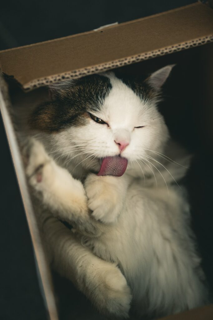 Fluffy Cat in a Box: Adorable Wallpaper for Pet Lovers