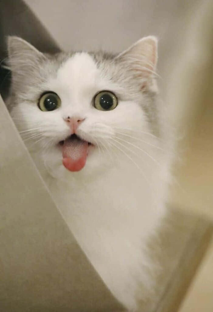 Adorable Fluffy Cat Wallpaper: Mischievous and Charming Feline Joy