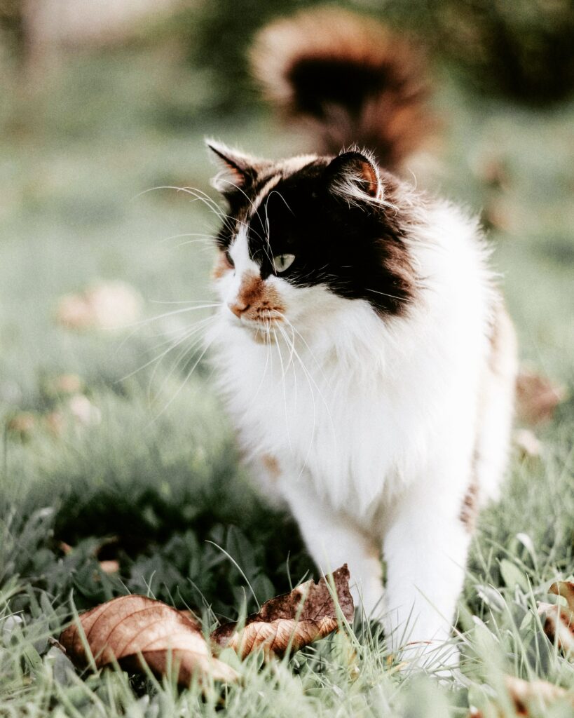 Fluffy Cat Wallpaper with Soft Foliage Background - Adorable Muzzle