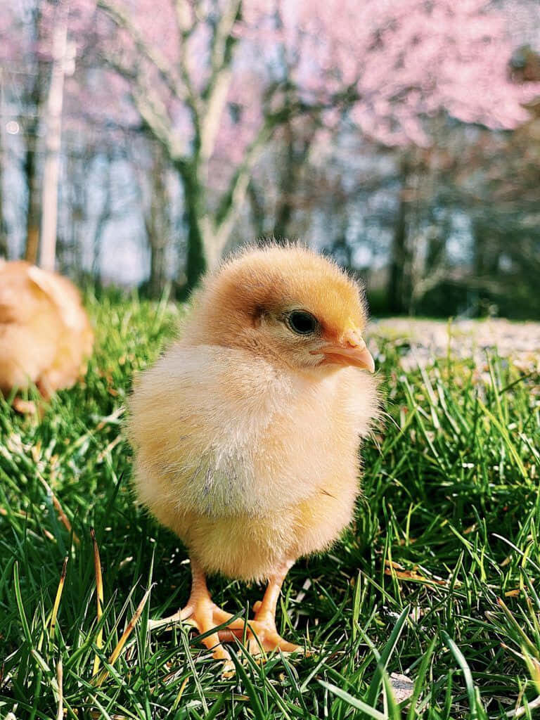 Adorable Fluffy Chick on Grass with Blossoming Trees Background Wallpaper