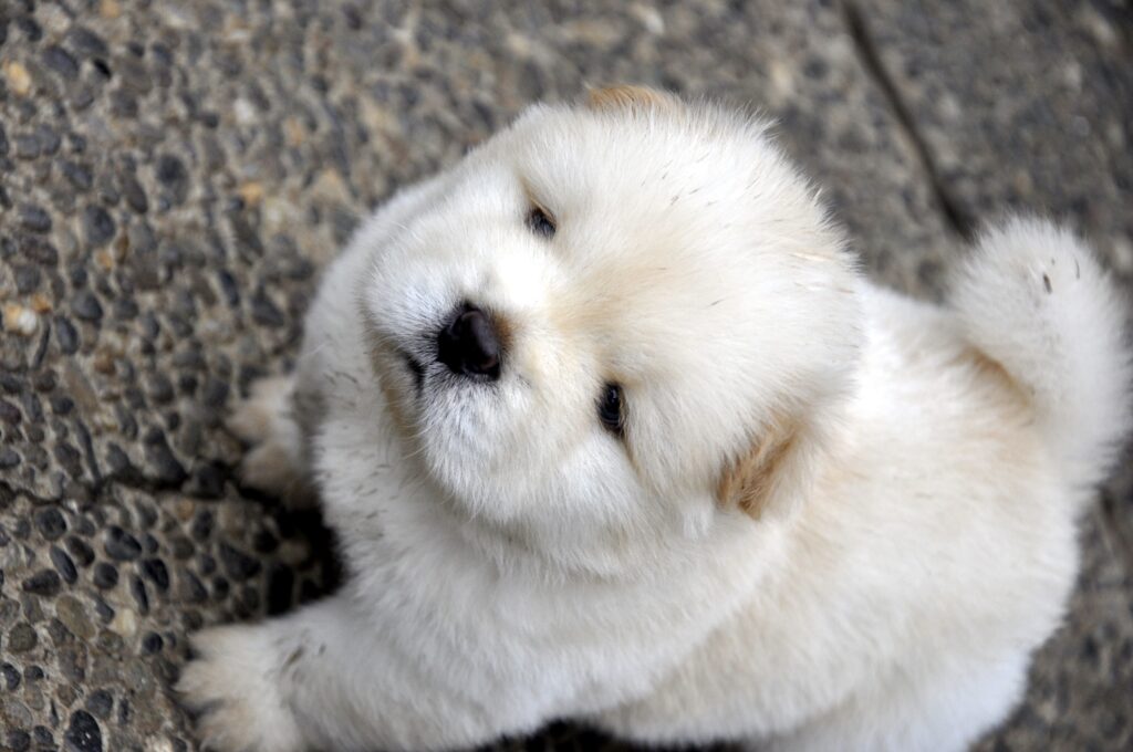 Charming Cream Chow Chow Puppy Wallpaper for Pet Lovers