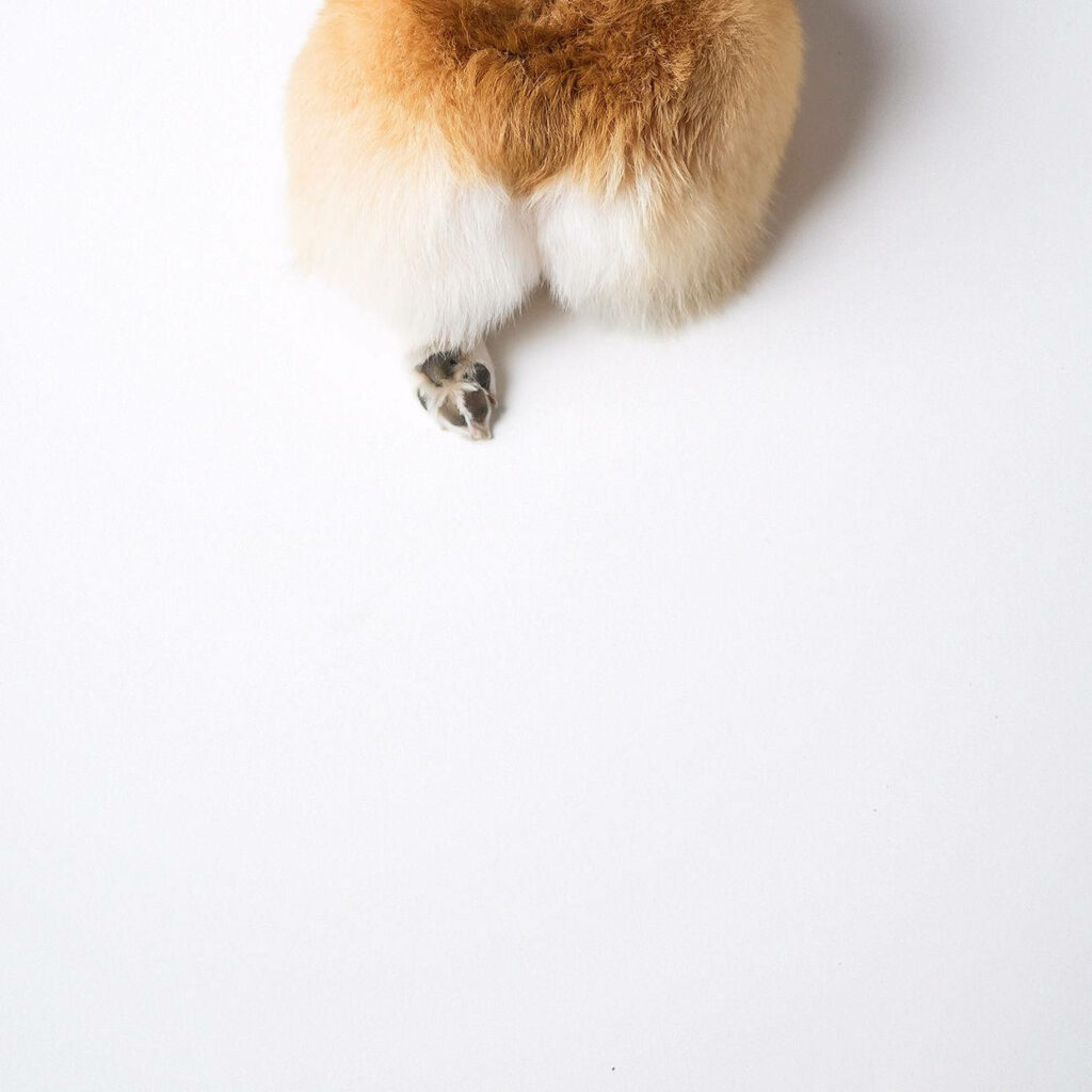 Charming Fluffy Corgi Rear Wallpaper - Cute Pet Background