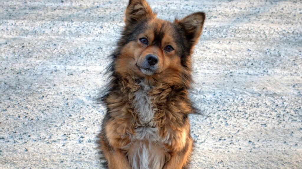 Charming Fluffy Dog Wallpaper for Animal Lovers