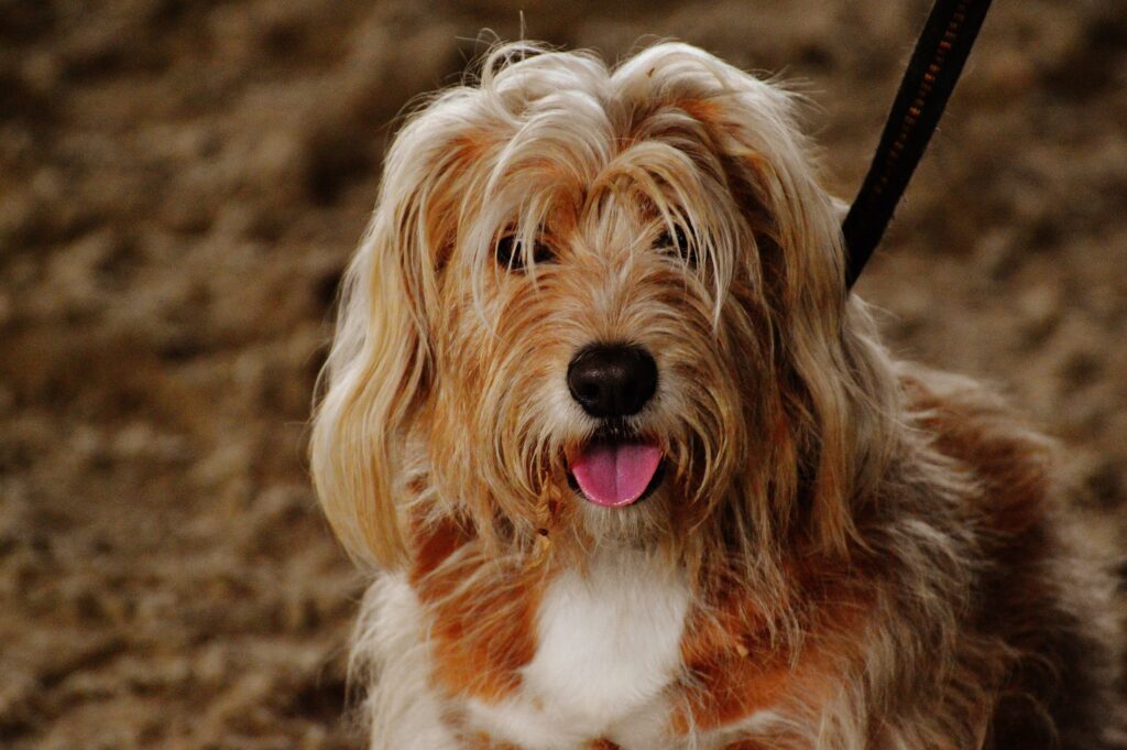 Playful Fluffy Dog Close-Up Wallpaper with Charming Expression