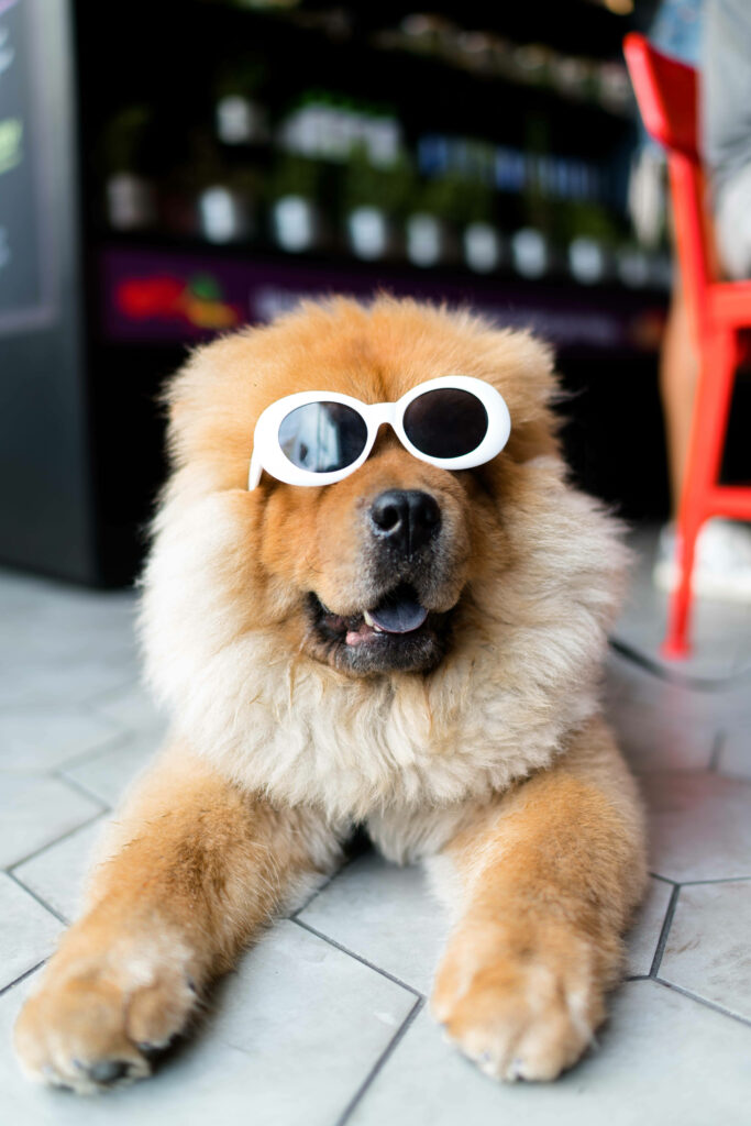 Adorable Fluffy Dog in Stylish Sunglasses - Fun Wallpaper Background