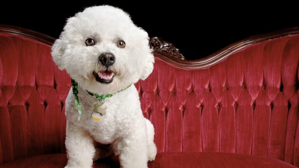 Fluffy Puppy on Red Velvet Sofa - Cute Pet Wallpaper