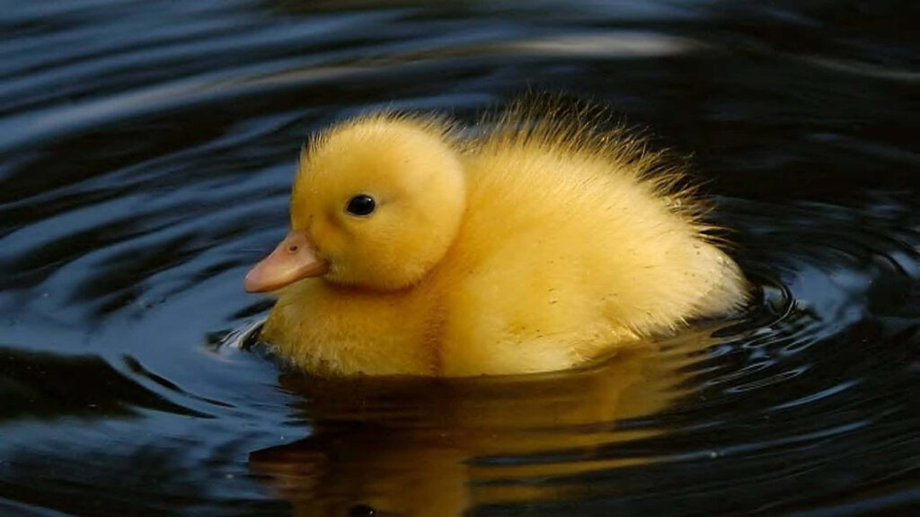 Adorable Fluffy Duckling Wallpaper - Nature's Innocence Background
