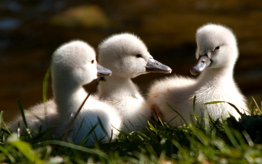Charming Ducklings in Sunlit Grass – Heartwarming Wallpaper Scene