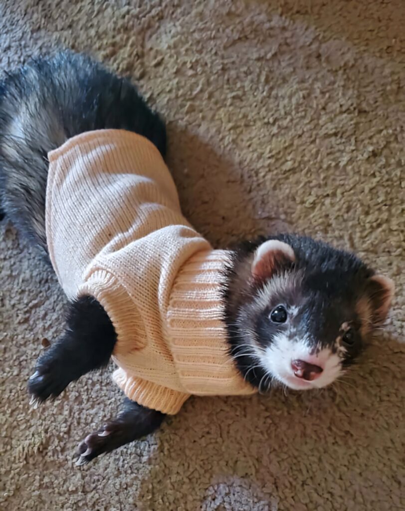 Fluffy Ferret in Beige Sweater: Adorable Wallpaper Background