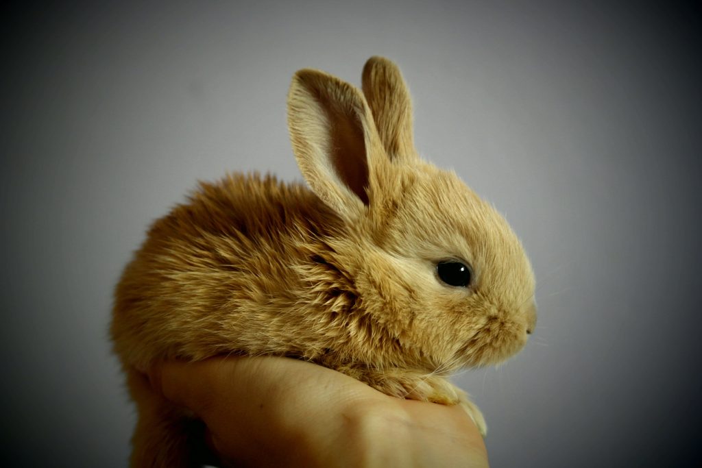 Close-up of a small fluffy ginger rabbit resting calmly on a human hand with soft lighting Wallpaper
