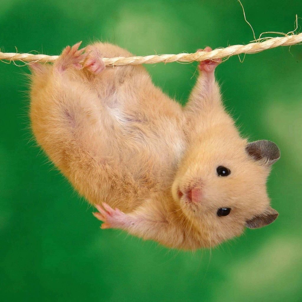 Adorable fluffy golden hamster hanging on rope with vibrant green natural background wallpaper