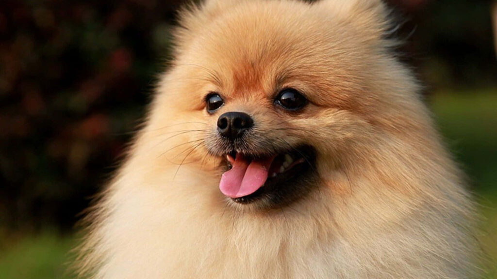 Adorable Fluffy Golden Pomeranian Puppy Wallpaper Background