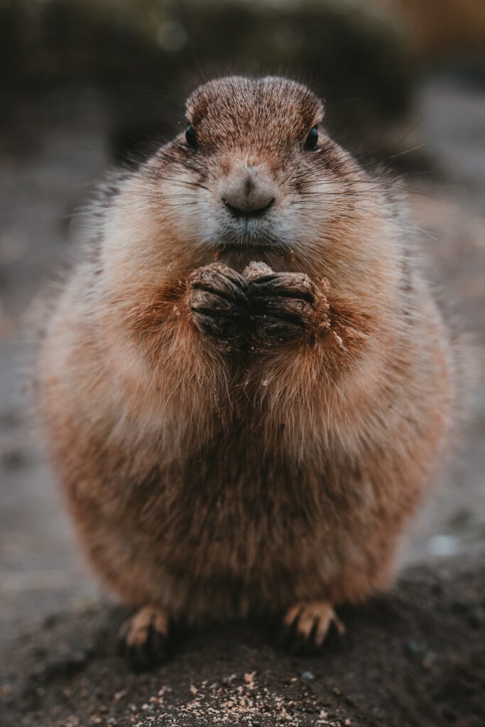 Adorable Fluffy Gopher with Food: Charming Nature Background Wallpaper