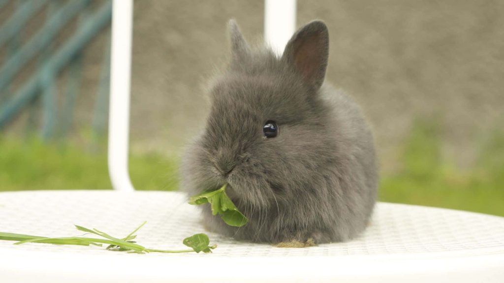 Fluffy grey baby bunny eating green clover on white chair cute rabbit wallpaper background
