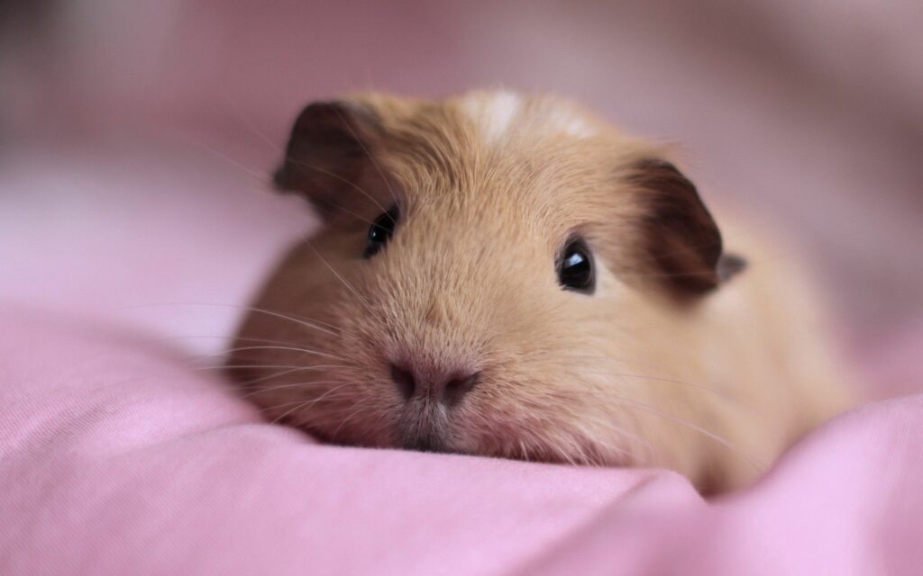 Adorable Fluffy Guinea Pig on Soft Pink Background - Cozy Wallpaper