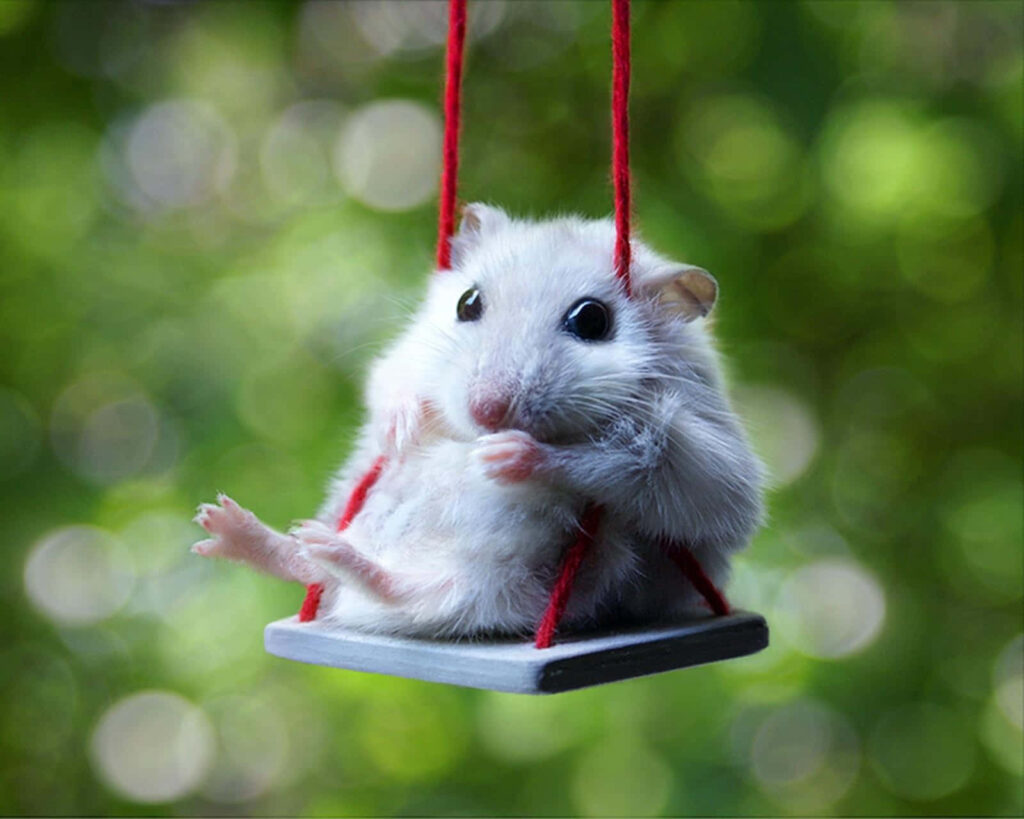 Fluffy Hamster on Swing: Adorable Wallpaper with Green Bokeh Background