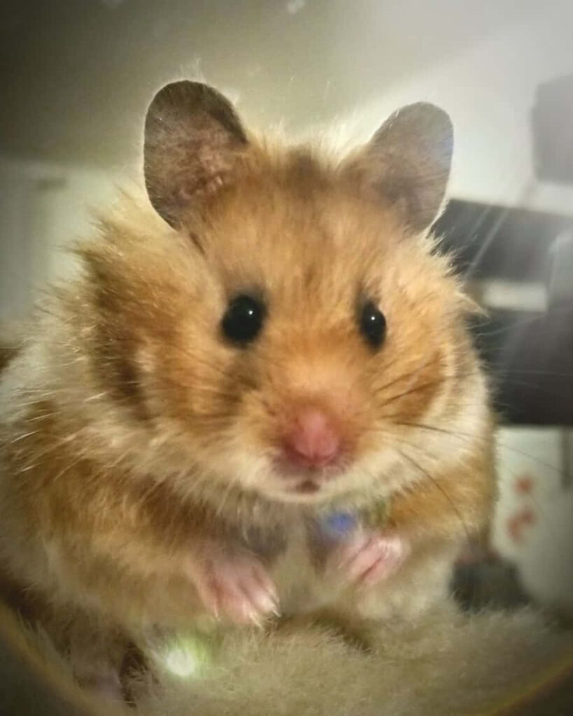 Adorable Fluffy Hamster Wallpaper: Cute Background with Round Eyes
